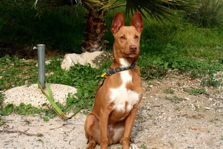 Podenco ibicenco Lucas billede 4