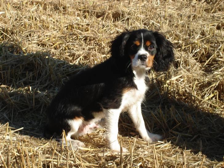Cavalier king charles spaniel Thor (lille Thor) - thor på den skønne stupmark. billede 8