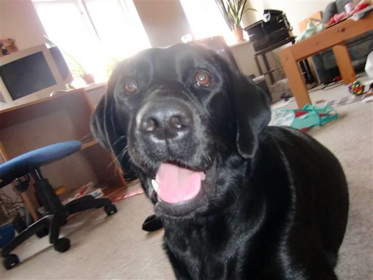 Labrador retriever Zenta billede 1