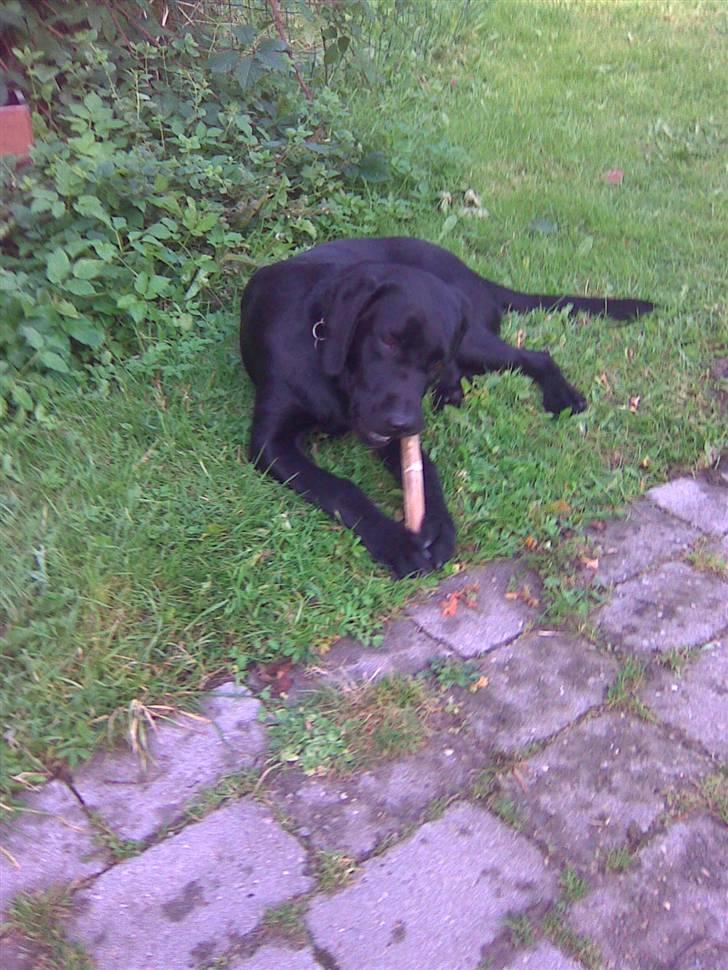 Labrador retriever Zenta billede 2