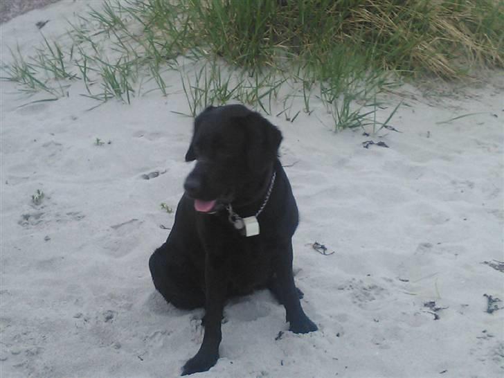 Labrador retriever Zenta - Vores strand løve :-) billede 3