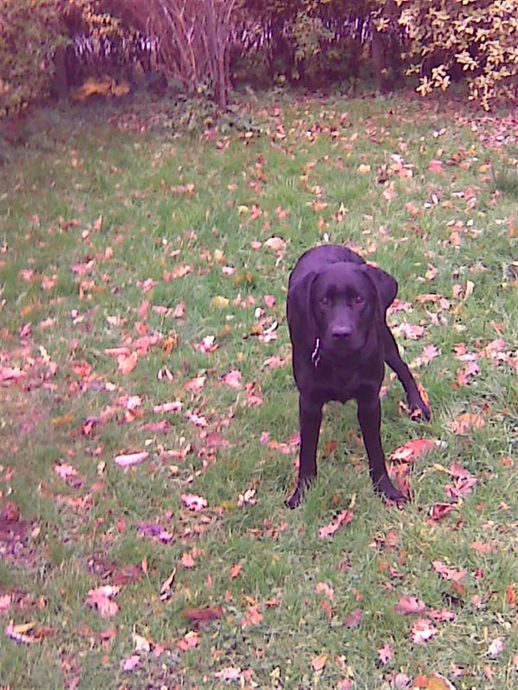 Labrador retriever Zenta billede 4