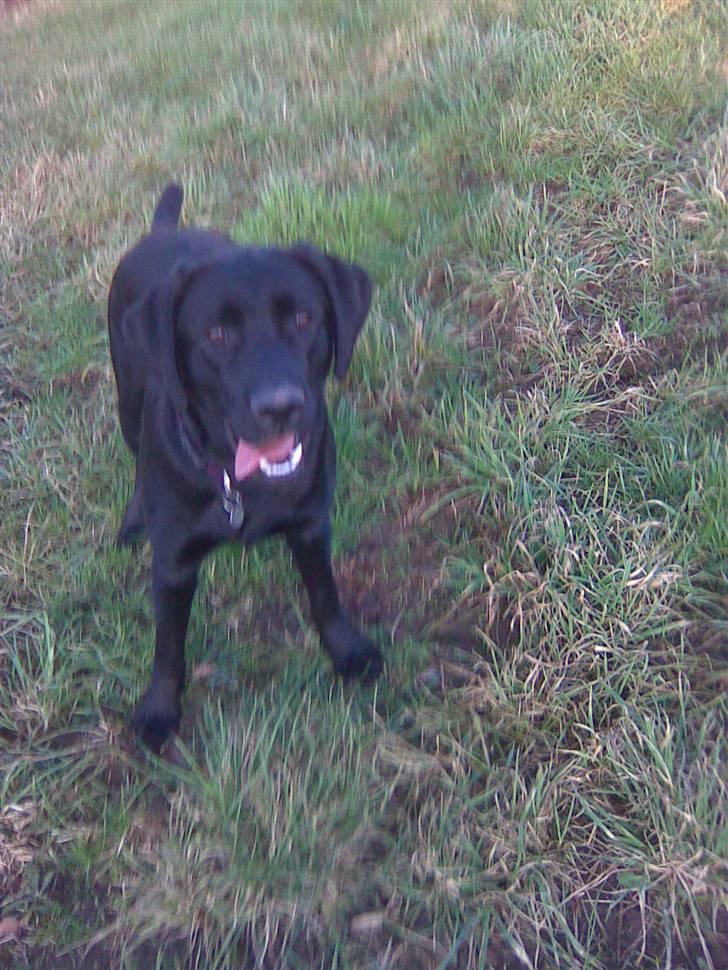 Labrador retriever Zenta billede 5