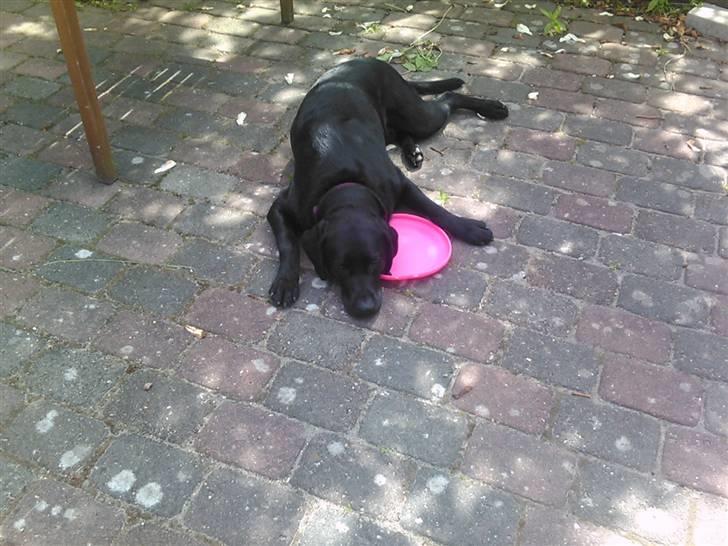 Labrador retriever Zenta billede 6