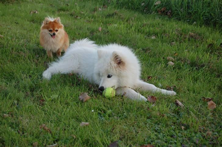 Samojedhund Blue Balou billede 13