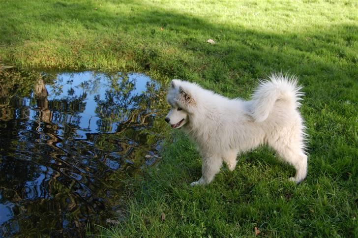 Samojedhund Blue Balou billede 14