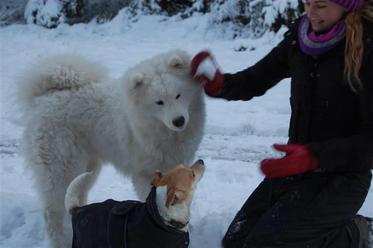 Samojedhund Blue Balou billede 15