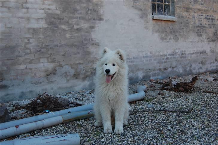 Samojedhund Blue Balou billede 16