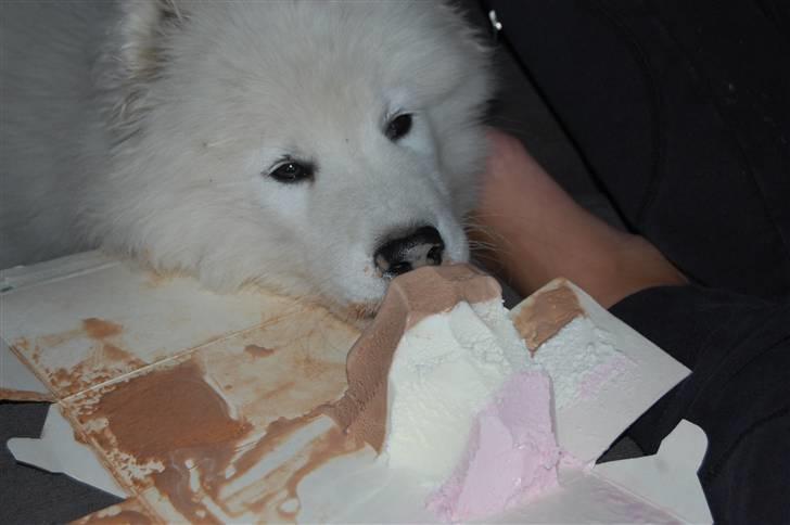 Samojedhund Blue Balou billede 17