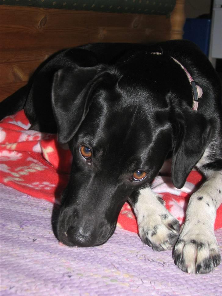 Blanding af racer Sulu Spot - I sommerhus. Sommeren 2010 (-: billede 16