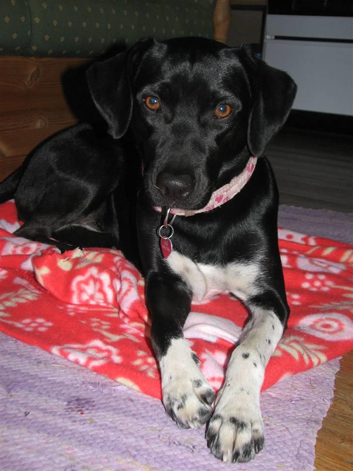 Blanding af racer Sulu Spot - Sommeren 2010 (-: billede 17