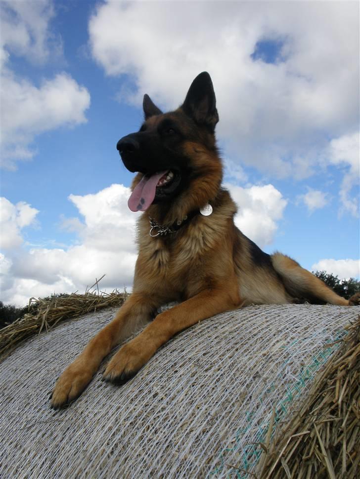 Schæferhund Alderlyst Valar billede 4