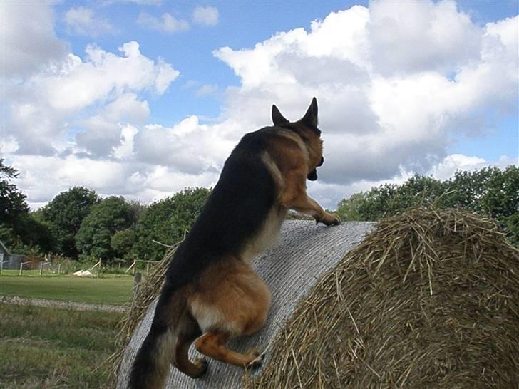 Schæferhund Alderlyst Valar billede 6