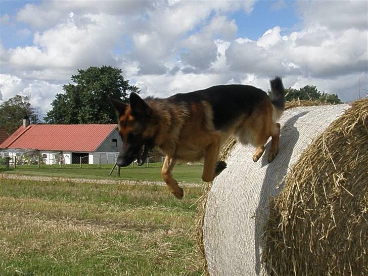 Schæferhund Alderlyst Valar billede 7