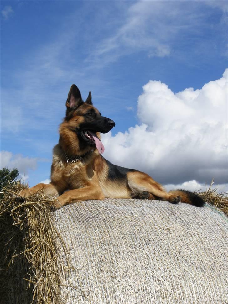 Schæferhund Alderlyst Valar billede 8