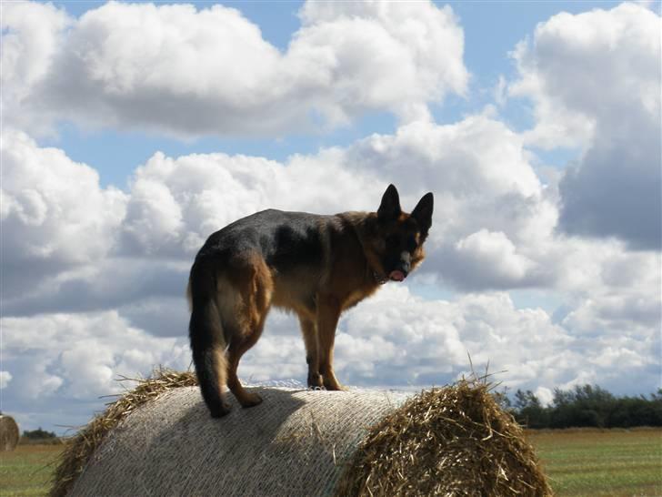 Schæferhund Alderlyst Valar billede 11