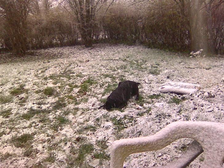 Labrador retriever Zenta billede 7