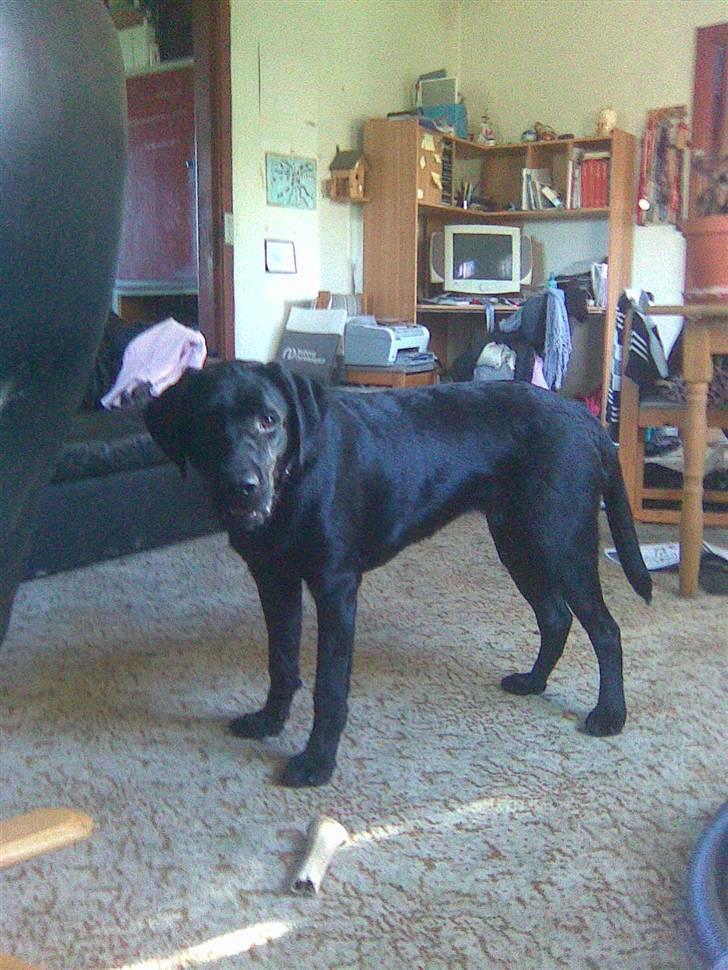 Labrador retriever Zenta billede 8