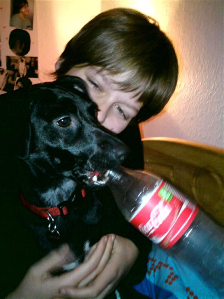 Blanding af racer Trine billede 1