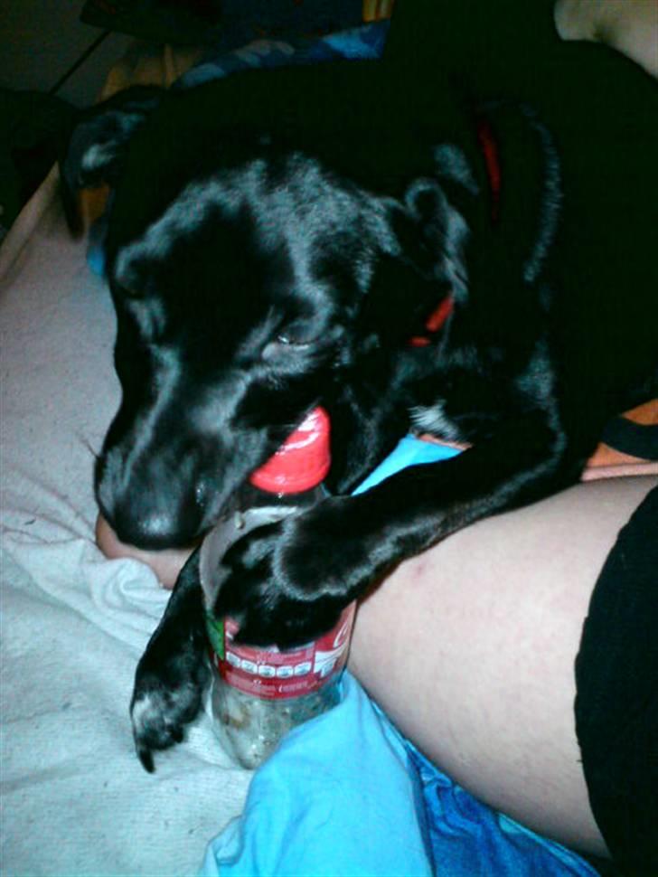 Blanding af racer Trine billede 2