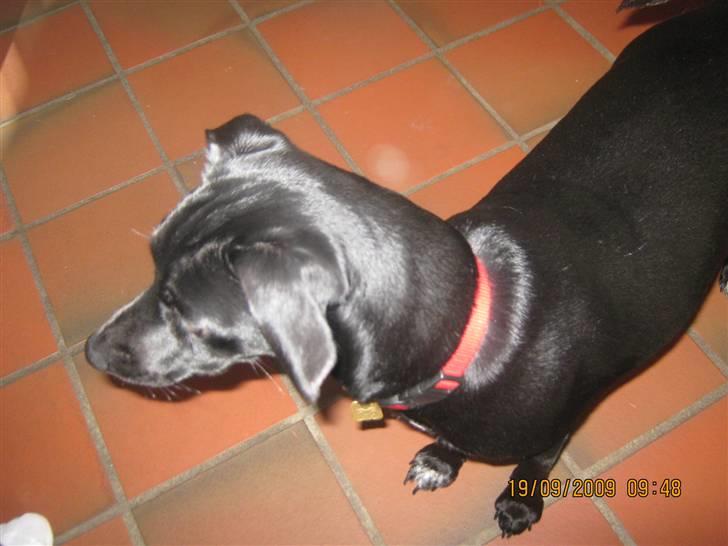 Blanding af racer Trine billede 3