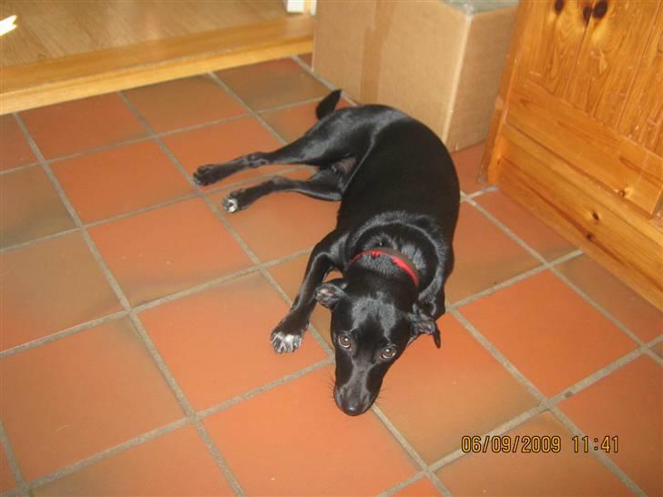 Blanding af racer Trine billede 4