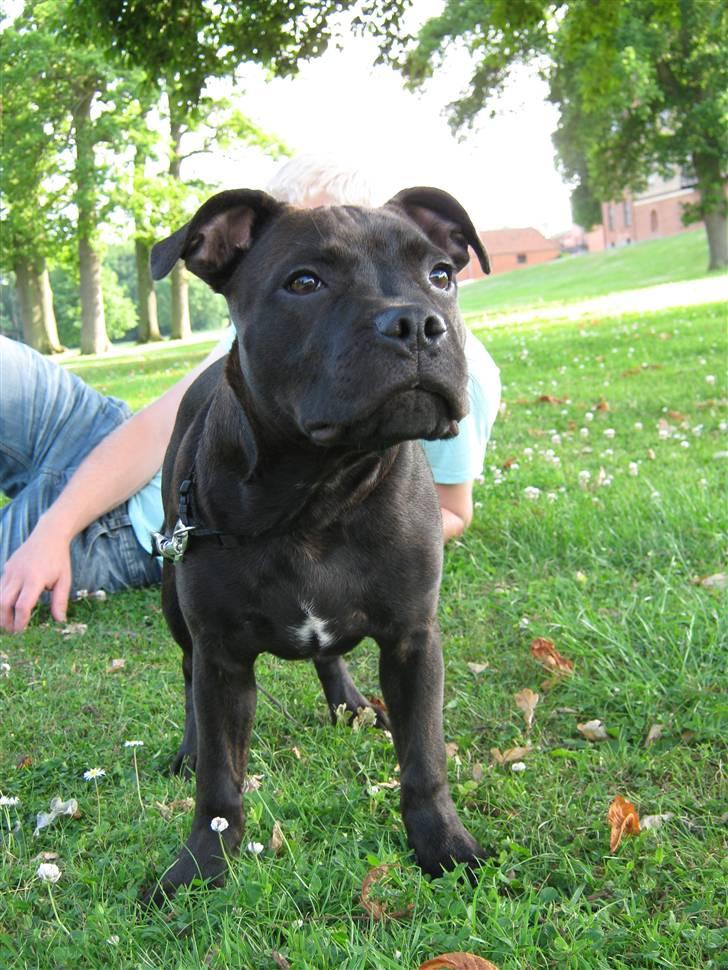 Staffordshire bull terrier Omega  billede 1