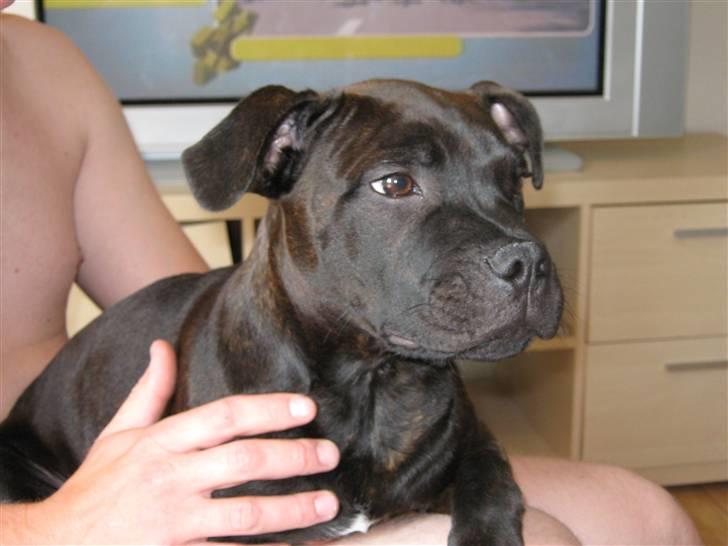 Staffordshire bull terrier Omega  billede 2