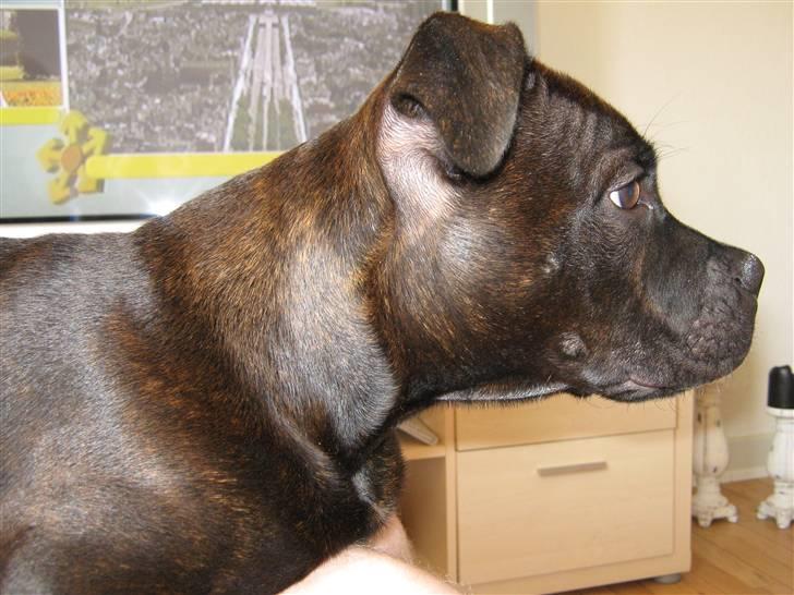 Staffordshire bull terrier Omega  billede 3
