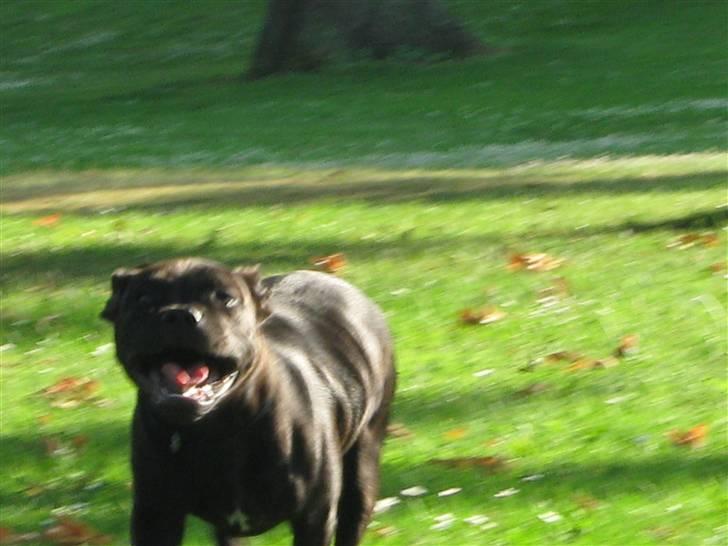 Staffordshire bull terrier Omega  billede 4