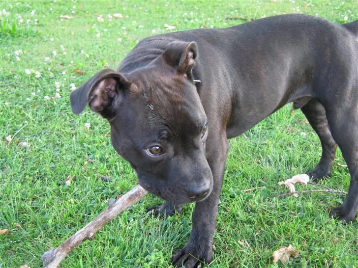 Staffordshire bull terrier Omega  billede 5