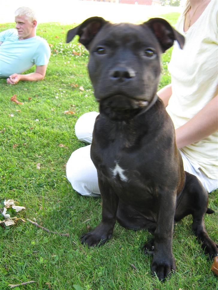 Staffordshire bull terrier Omega  billede 6