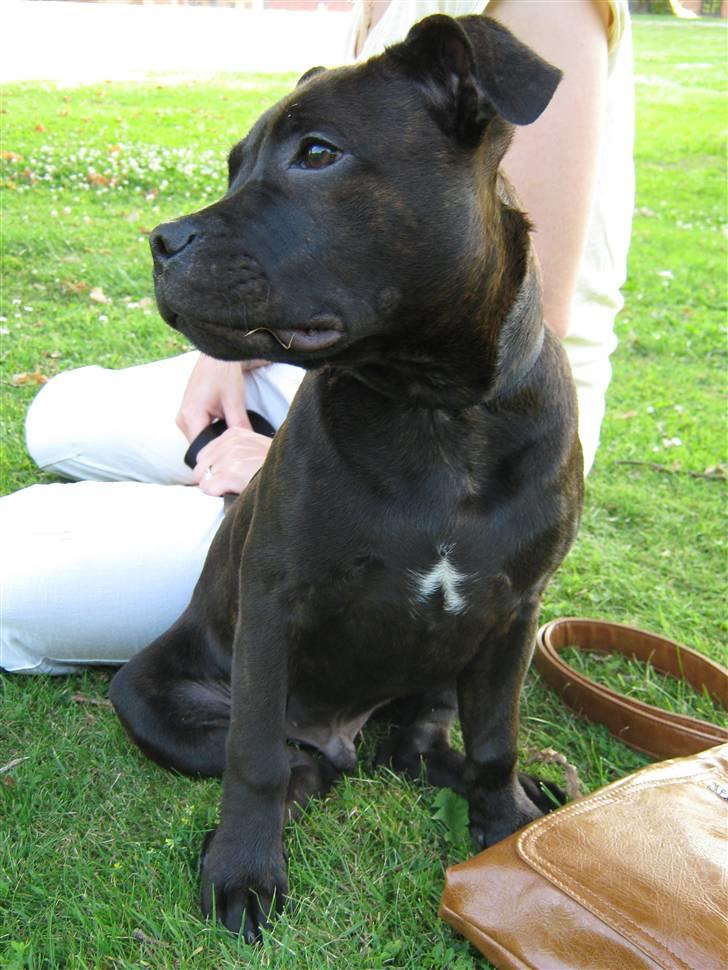 Staffordshire bull terrier Omega  billede 7