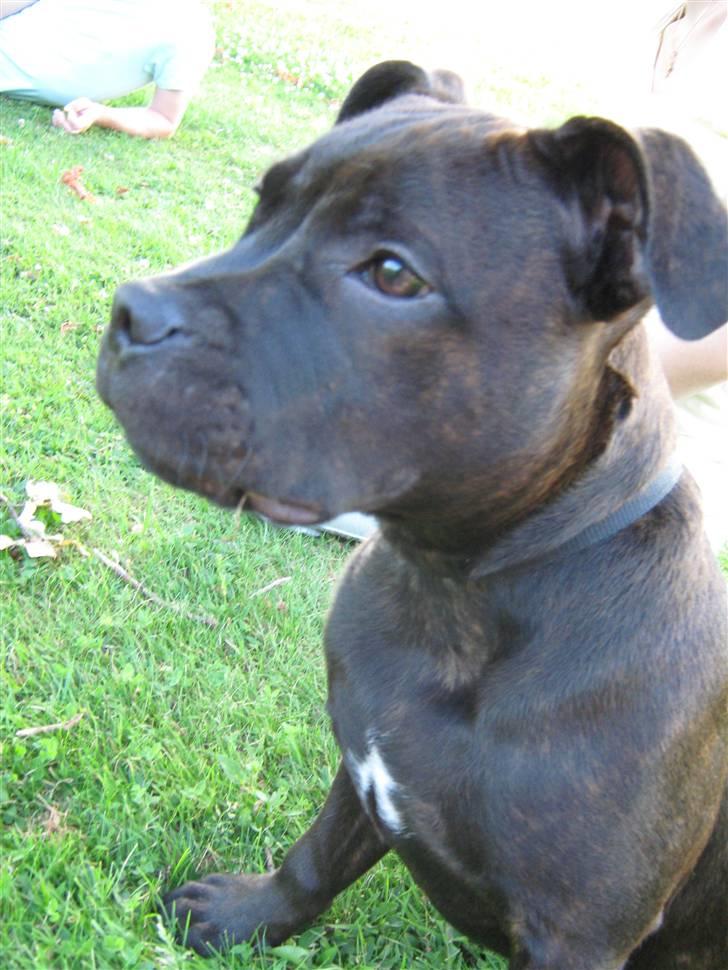 Staffordshire bull terrier Omega  billede 8