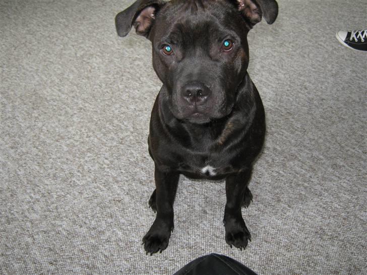 Staffordshire bull terrier Omega  billede 9