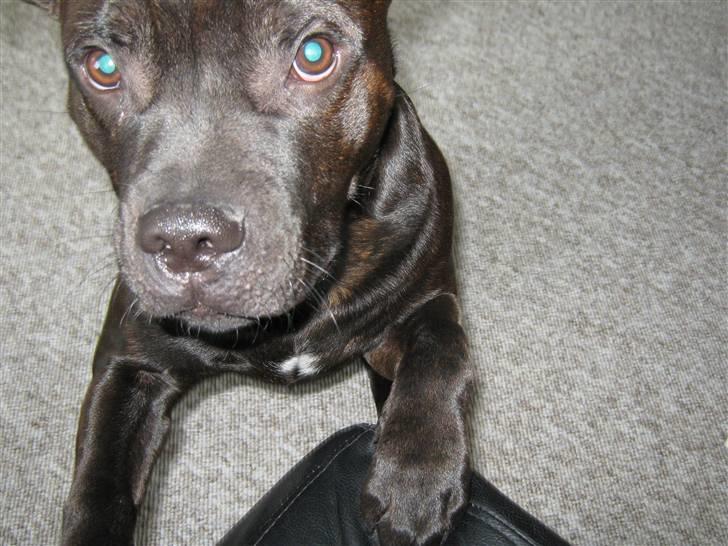 Staffordshire bull terrier Omega  billede 10