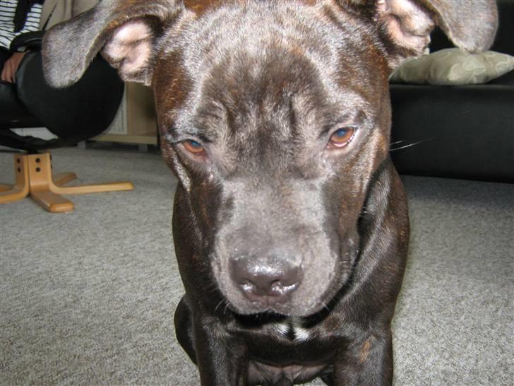 Staffordshire bull terrier Omega  billede 11