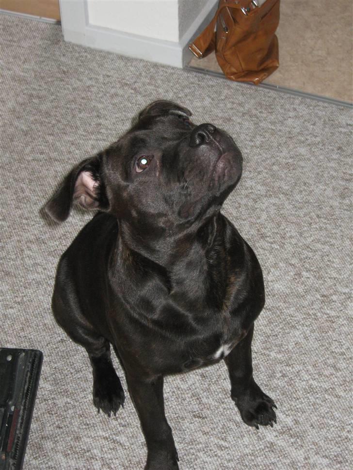 Staffordshire bull terrier Omega  billede 12