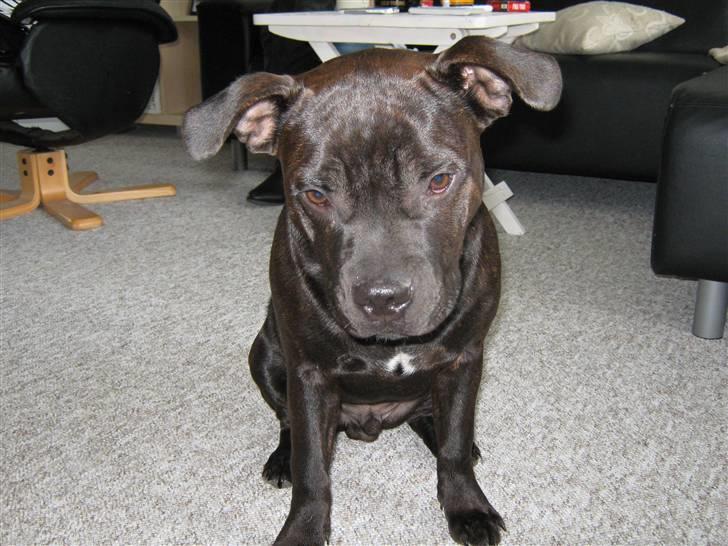 Staffordshire bull terrier Omega  billede 13