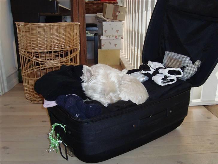 West highland white terrier Falcon Smokey Ice(Ludvig) billede 7