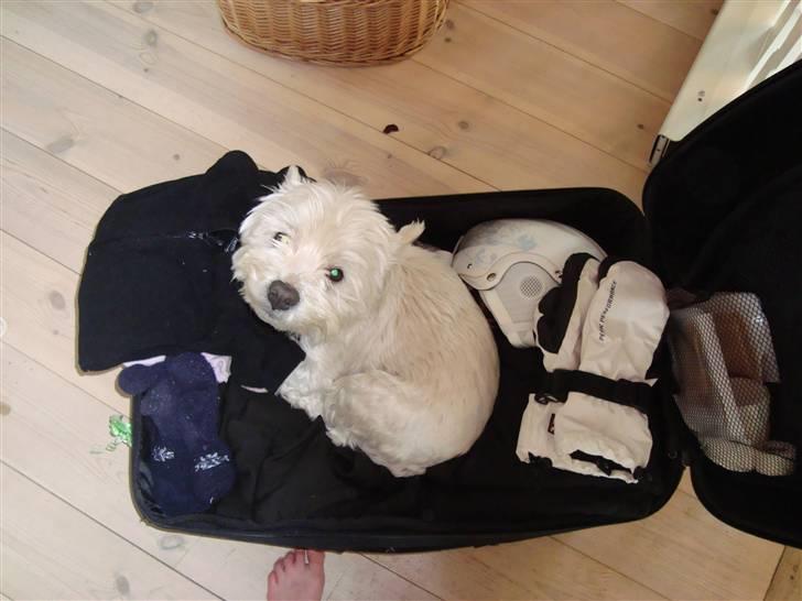 West highland white terrier Falcon Smokey Ice(Ludvig) - Du må ikke tage på ferie uden mig;-) billede 8
