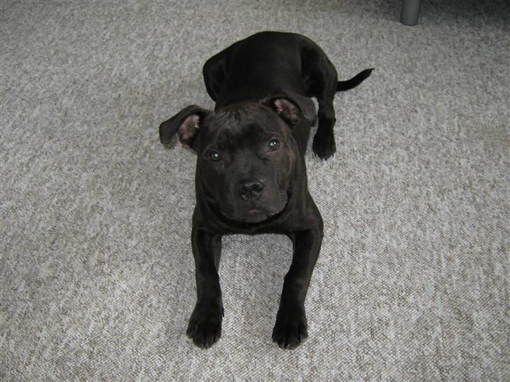 Staffordshire bull terrier Omega  billede 14