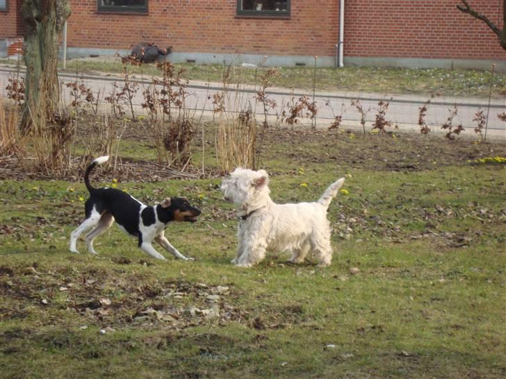 West highland white terrier Falcon Smokey Ice(Ludvig) - Ham Gibo skal vide hvem der bestemmer! :) billede 9