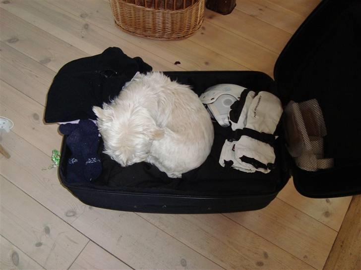 West highland white terrier Falcon Smokey Ice(Ludvig) - Jeg kan godt være med i kufferten når jeg er helt foldet sammen :-) billede 10
