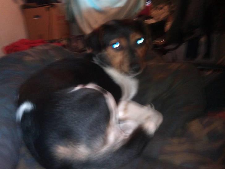 Dansk svensk gaardhund rixi  billede 2