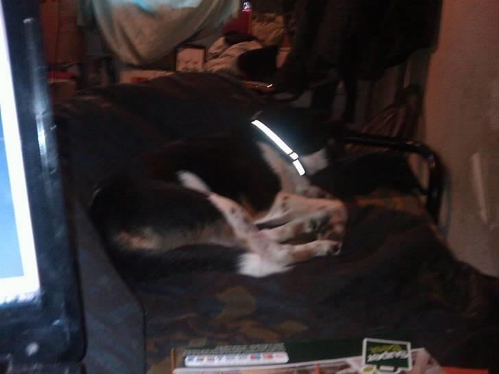 Dansk svensk gaardhund rixi  billede 4