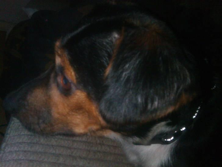 Dansk svensk gaardhund rixi  billede 6