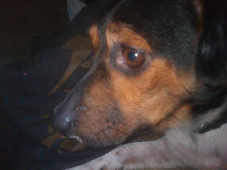 Dansk svensk gaardhund rixi  billede 9