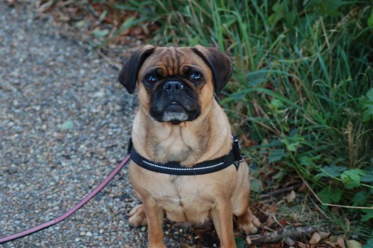 Blanding af racer Fie - En dejlig tur ved damhussøen :) billede 19