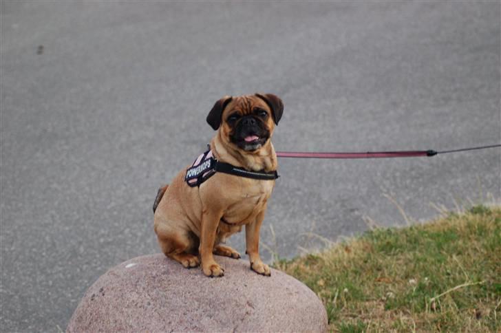Blanding af racer Fie - Se, jeg kan også hoppe op på stenen og være total topmodel! billede 20